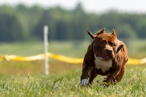 Dog Mauls Dog