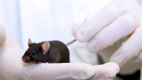 The mice that were given the treatment lived for an average of 155 weeks, compared with 120 weeks in untreated mice (Stock image)