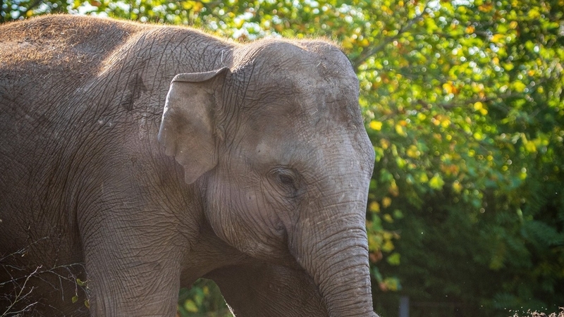 Fourth elephant at Dublin Zoo contracts virus