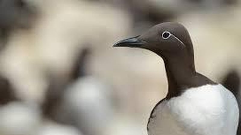 Naturefile - Guillemot