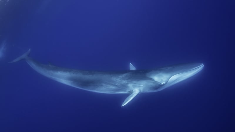 Japan whale hunt to include second-largest species