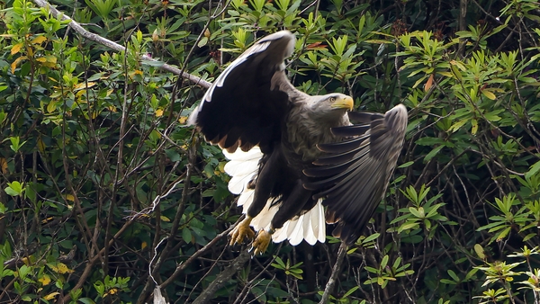 One of the resident Adult White Tailed Eagle pair, on the search for food, on Lough Lein (Pic: Valerie O'Sullivan)