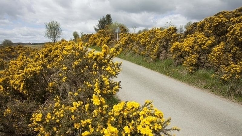 Naturefile - Gorse