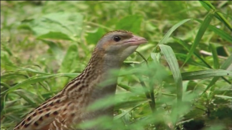 Terry’s Nature News