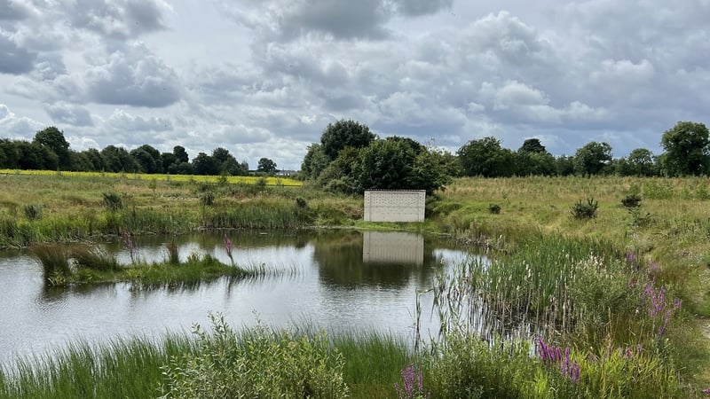 An artificial wall in Kildare gives the Sand Martins a boost