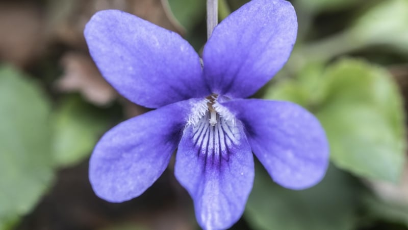 The origins of 'Shrinking Violets'