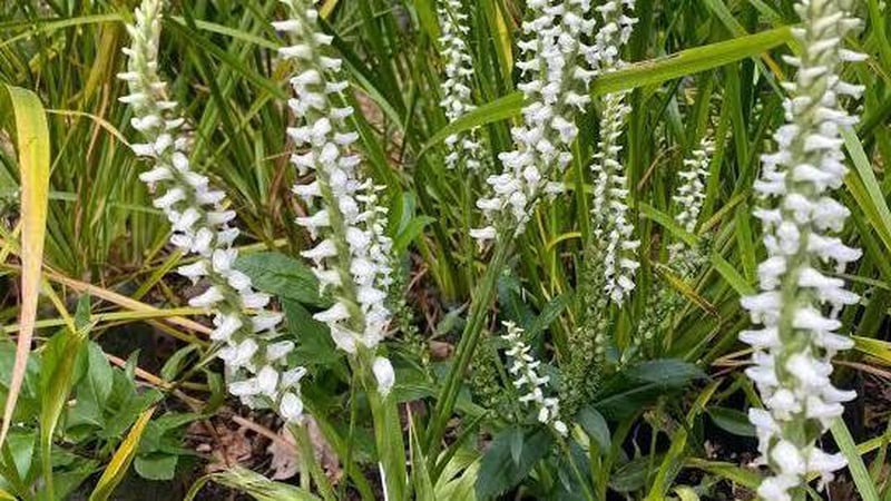 Naturefile - lady's tresses orchids