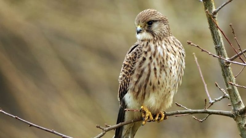 Naturefile - Kestrel