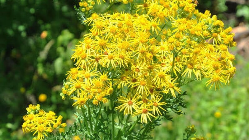 Naturefile - Ragwort