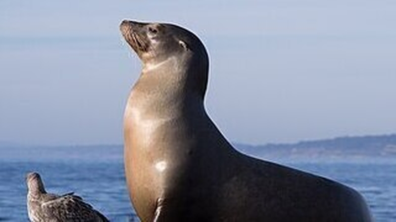 Naturefile - Seals