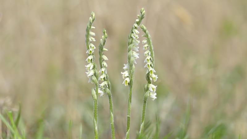 'Near Threatened' orchid discovered in Oranmore for first time in 80 years