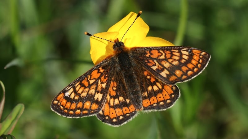 Are butterflies finally flying high again this year?