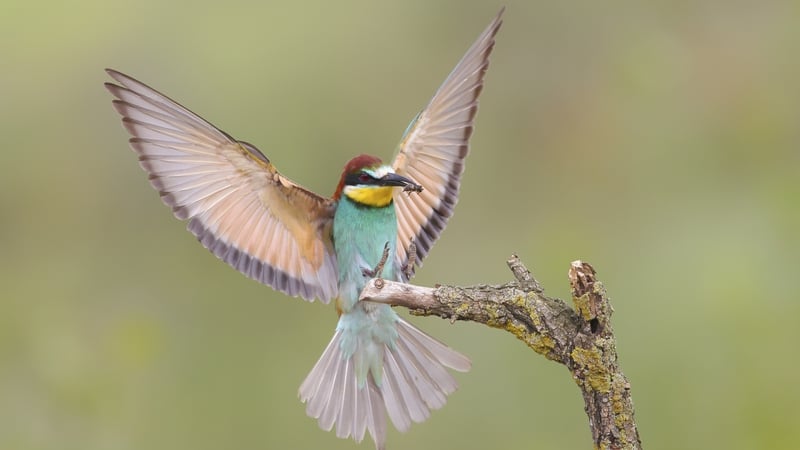 Introducing the European Bee-eater, one of Europe’s most colourful birds