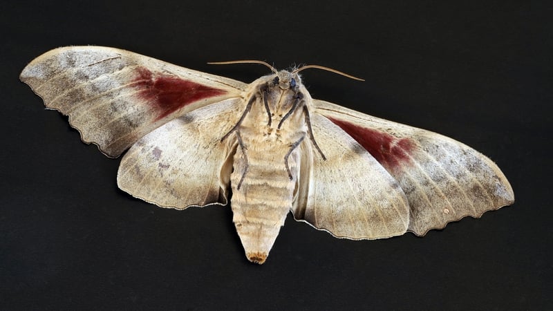 There’s much more to moths than meets the eye!