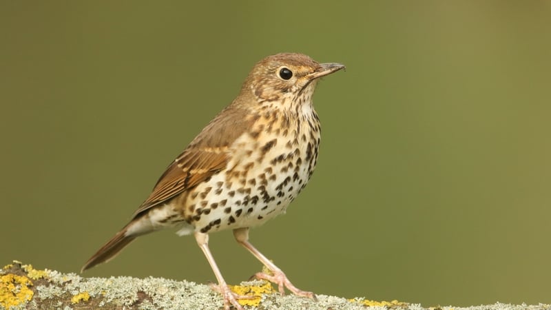 Naturefile - Song Thrush