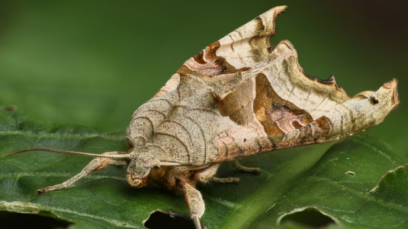 The Angle Shades moth