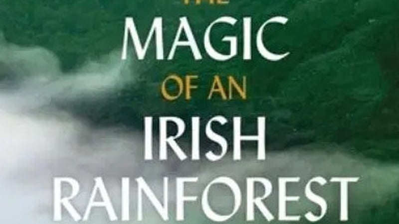 The Magic of an Irish Rainforest: A Visual Journey