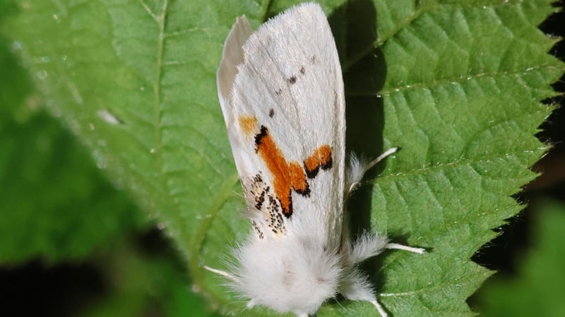 The Extraordinary Tale of the White Prominent: looking forward to Eric Dempsey’s moth documentary