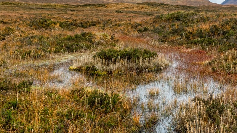 Thinking like a Mountain