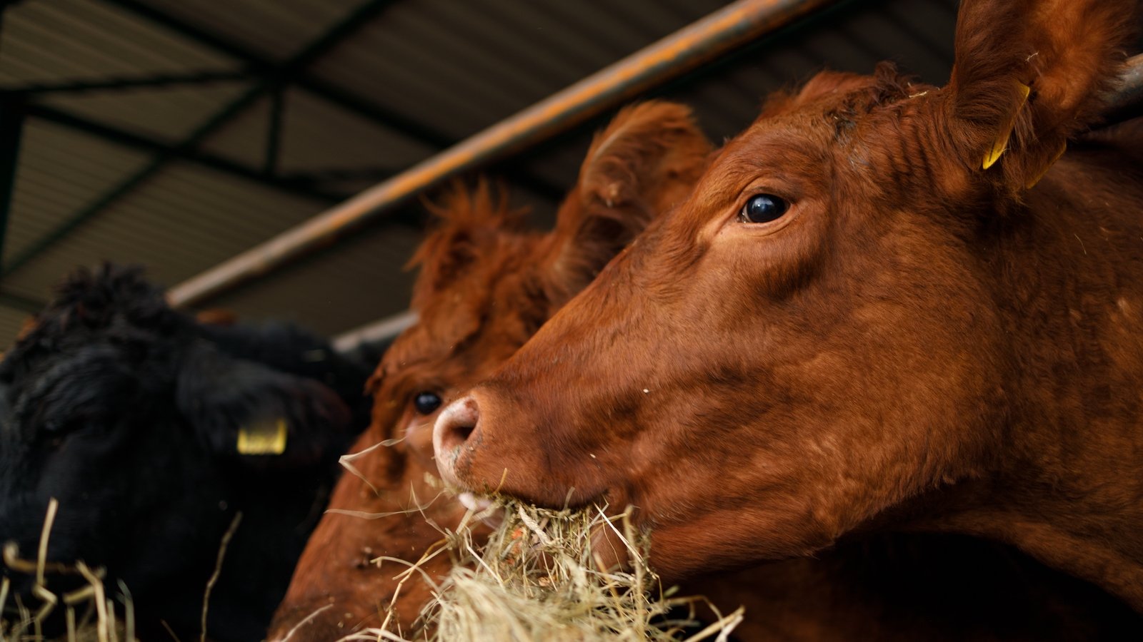 Govt outlines plan to secure nitrates derogation renewal