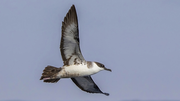 A Great Shearwater in flight