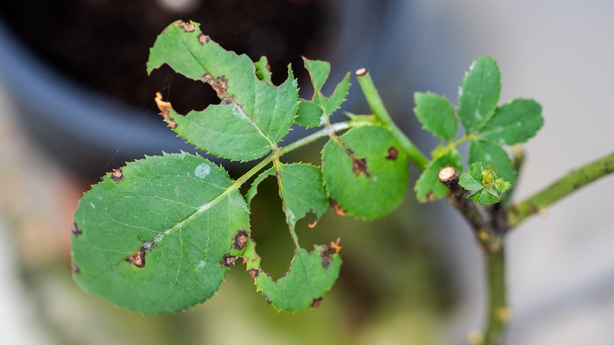 A rose plant eaten by pests
