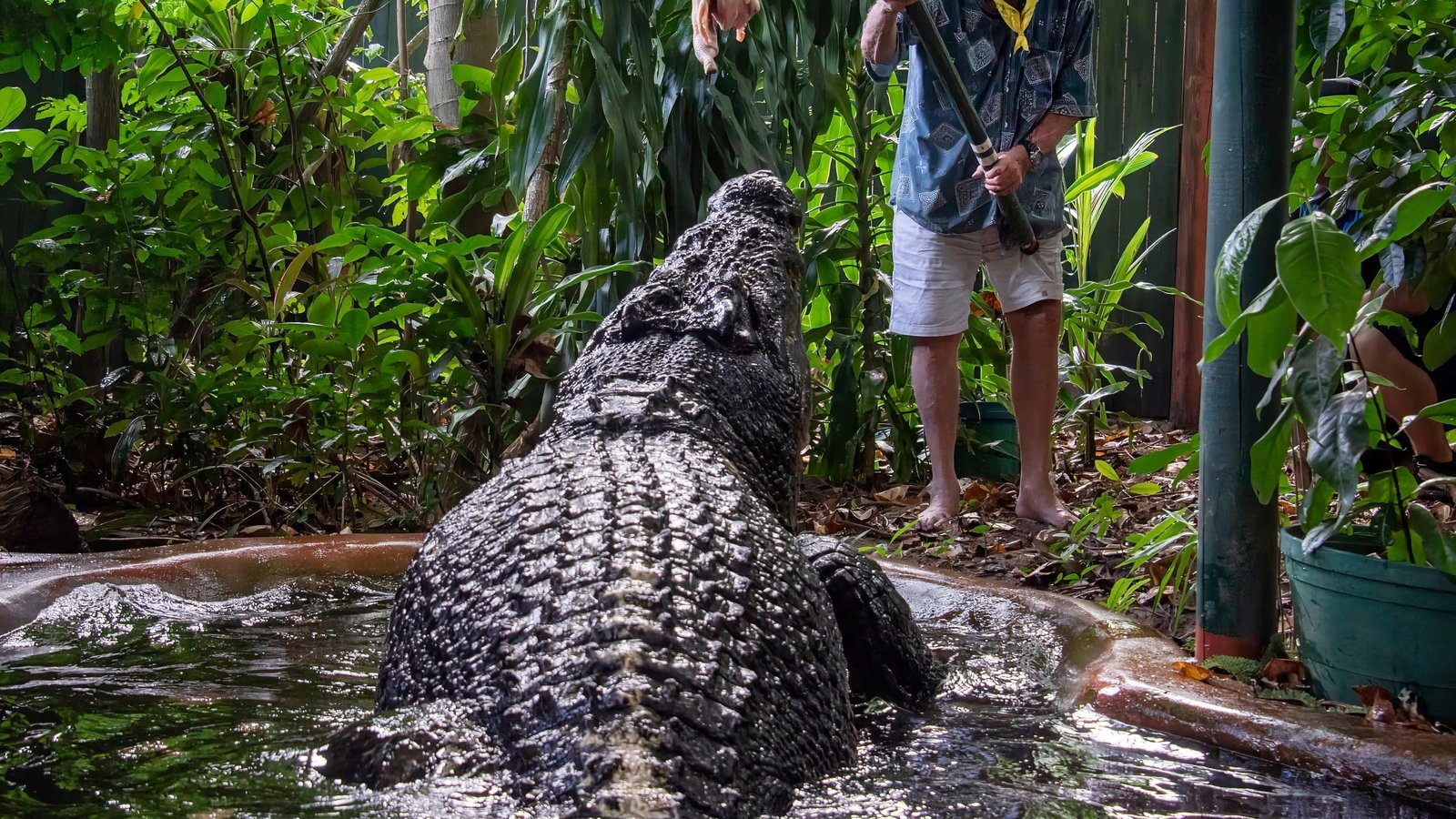 World’s largest captive crocodile dies in Australia