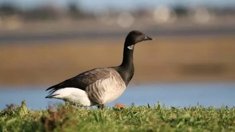 Naturefile - Brent Geese