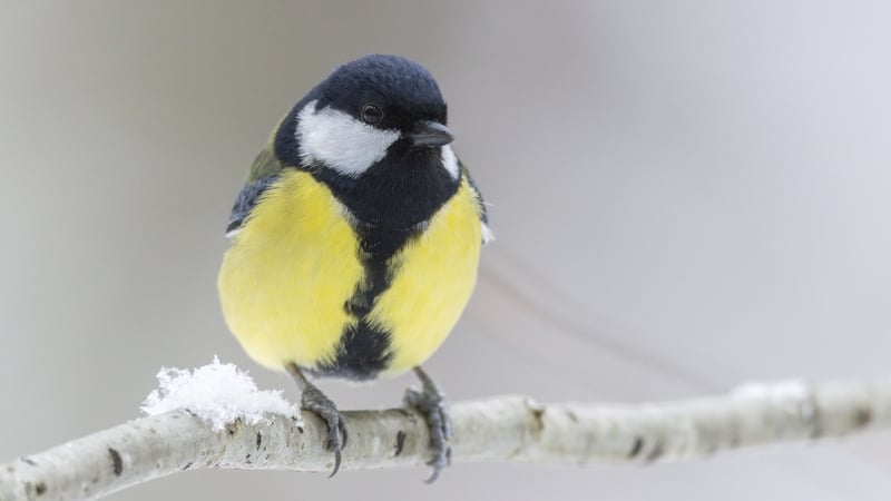 Gut health in birds