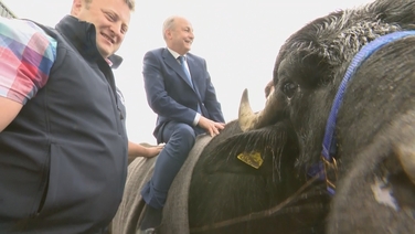 Micheál Martin 'a jockey in the making' on buffalo