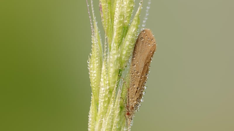 The Caddisfly: a poem by Jane Clarke