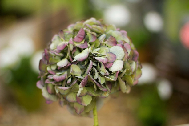 A dried hydrangea (Alamy/PA)