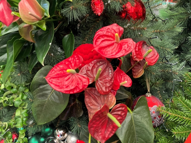 A house-plant used to dress a Christmas tree (Hannah Stephenson/PA)