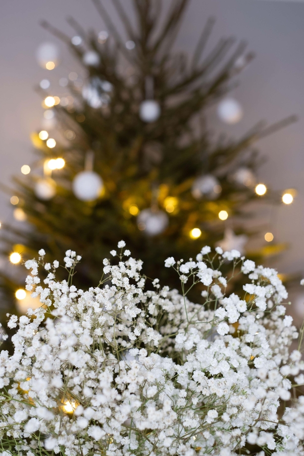 Gypsophila in front of a Christmas tree (Alamy/PA)