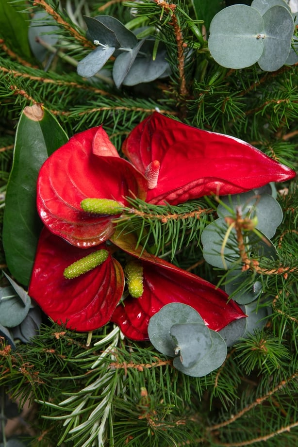 A Christmas tree dressed with a houseplant and eucalyptus (Dobbies Garden Centres/PA)
