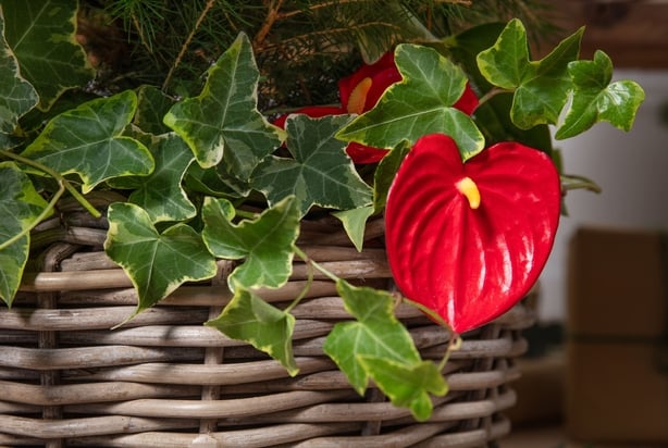 Houseplants around the base of a Christmas tree (Dobbies Garden Centres/PA)