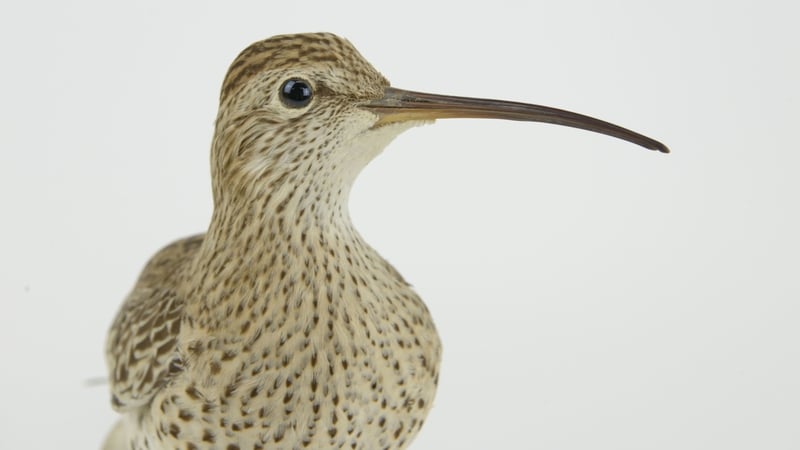 Slender-billed Curlew declared extinct and previewing 'The Ring Ouzel'