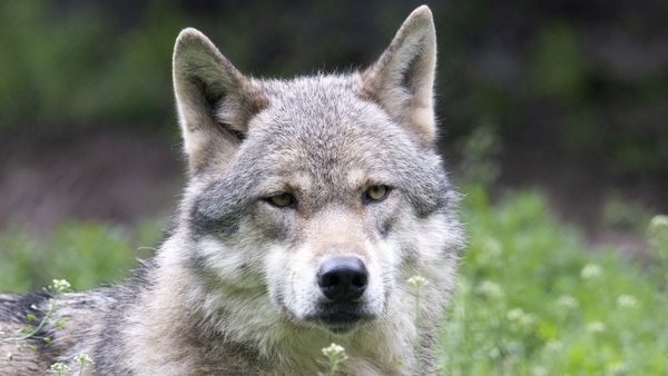Until now wolves have been protected from being deliberately hunted or captured unless they pose a serious threat to livestock or health and safety