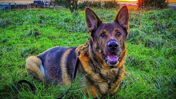 Bear was on a walk when he spotted the vulnerable man