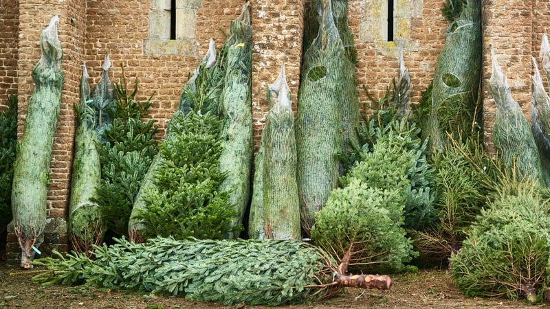 2025 Christmas tree sales tipped to hit all time high