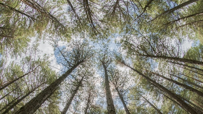 Celebrating National Tree Day