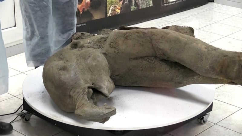 Young mammoth remains found nearly intact in permafrost