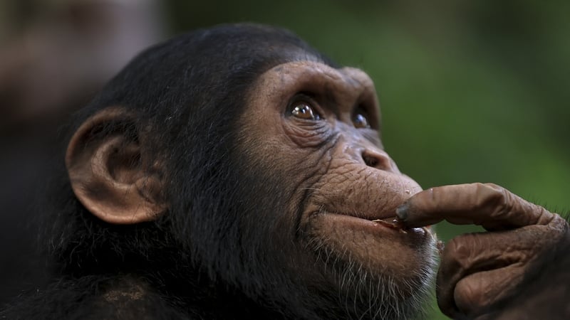 Research shows chimpanzees capable of rationally revising decisions Research shows chimpanzees capable of rationally revising decisions
