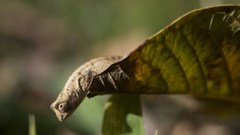 Chameleon, whale shark on conservationists’ watchlist