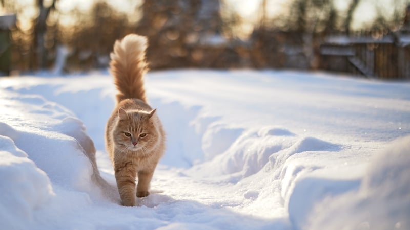 How to keep your pets safe during the cold weather