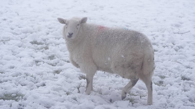 Temperature of -6.6C recorded in Co. Roscommon overnight