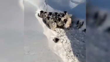 Sheep rescued from heavy snow on Galtee mountains