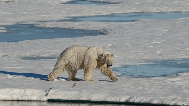 Why does Donald Trump want Greenland so much?