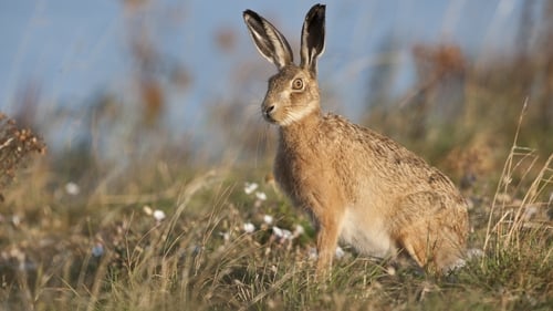 Groups of men have been entering lands without permission to hunt hares (file image)