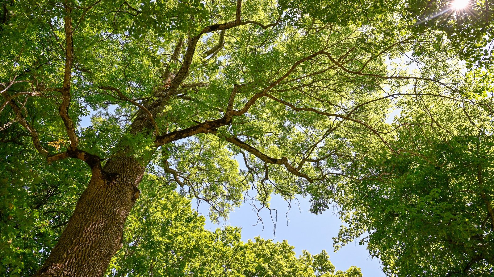 How you can help save Ireland’s native ash tree